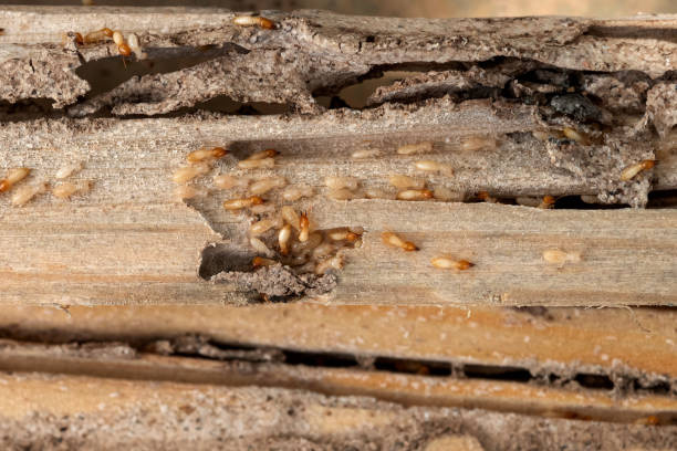 Best Cockroach Control Services  in Brookston, IN